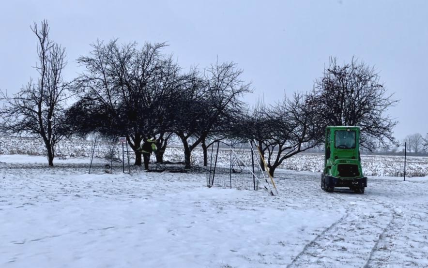 snowy trees